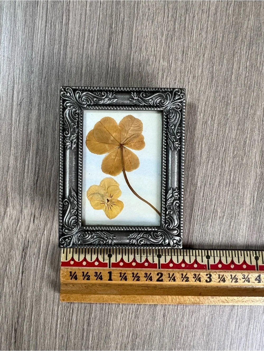 small ornate silver-finish picture frame displaying a real pressed 4 leaf clover